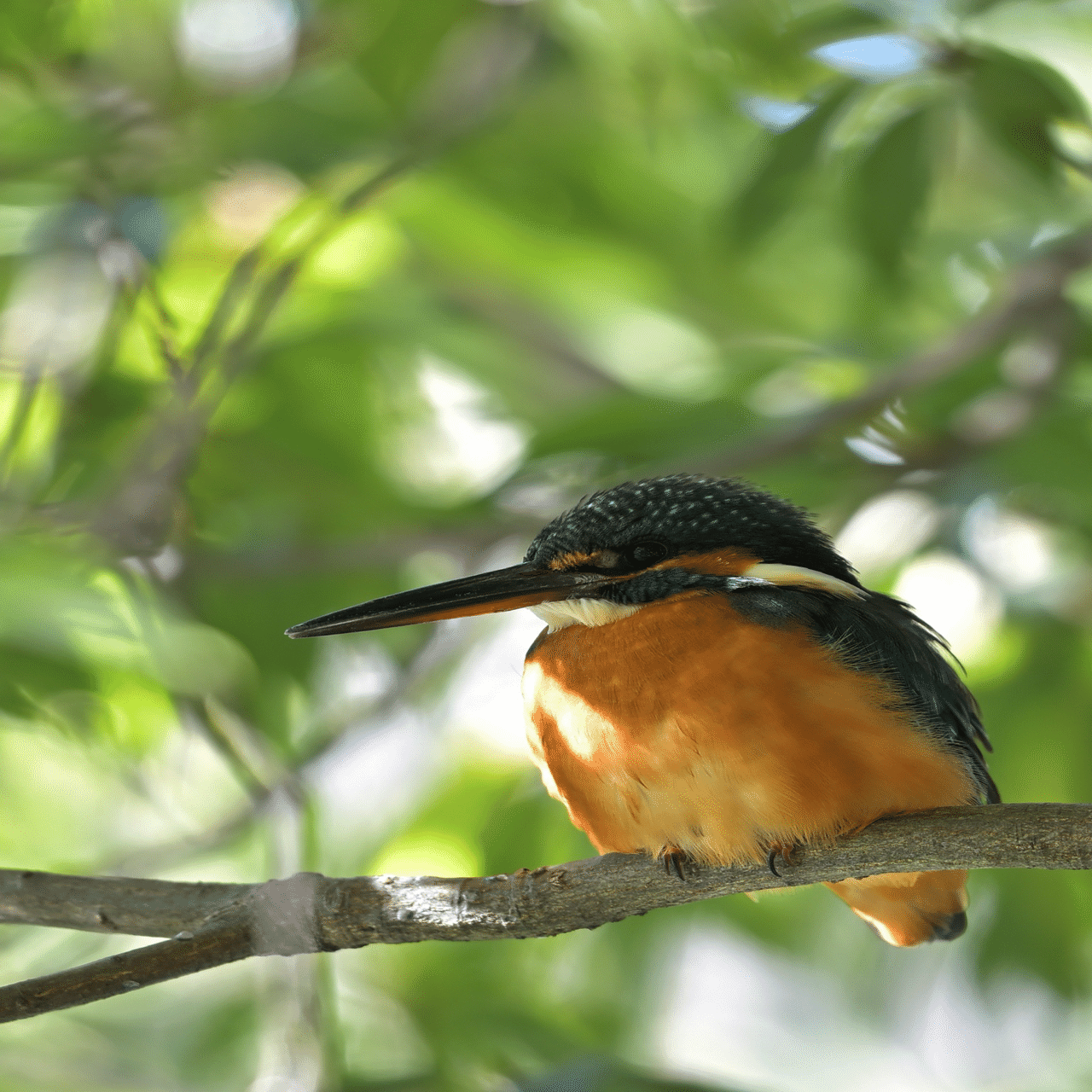 野鳥撮影に！Canon EF 500mm F4 IS Nikon Z9 + AF-S NIKKOR 500mm f/4E FL ED VRレビュー（野鳥撮影）
