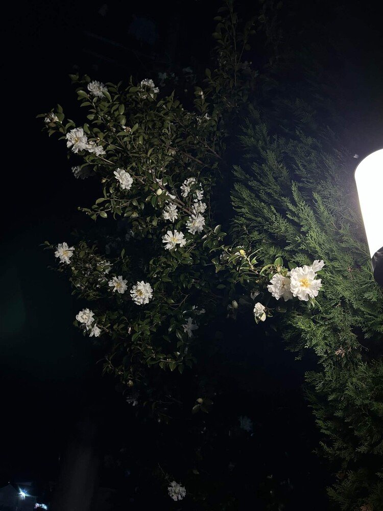 夜のサザンカ街灯と共に。この白花、ものすごく香りがいい。なんなら花が咲く前蕾でも香りがする。夜道もいい香り。