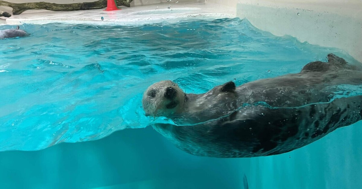 待ちに待ったラッコ様｜norasander69 