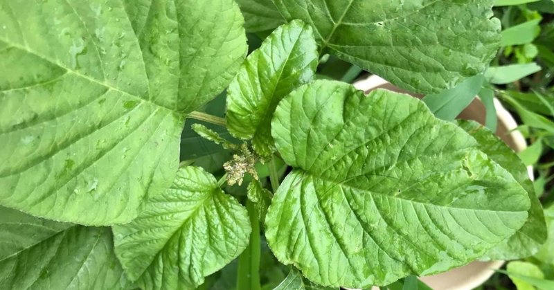 野草食日記 83  野菜のような野草 イヌビユ