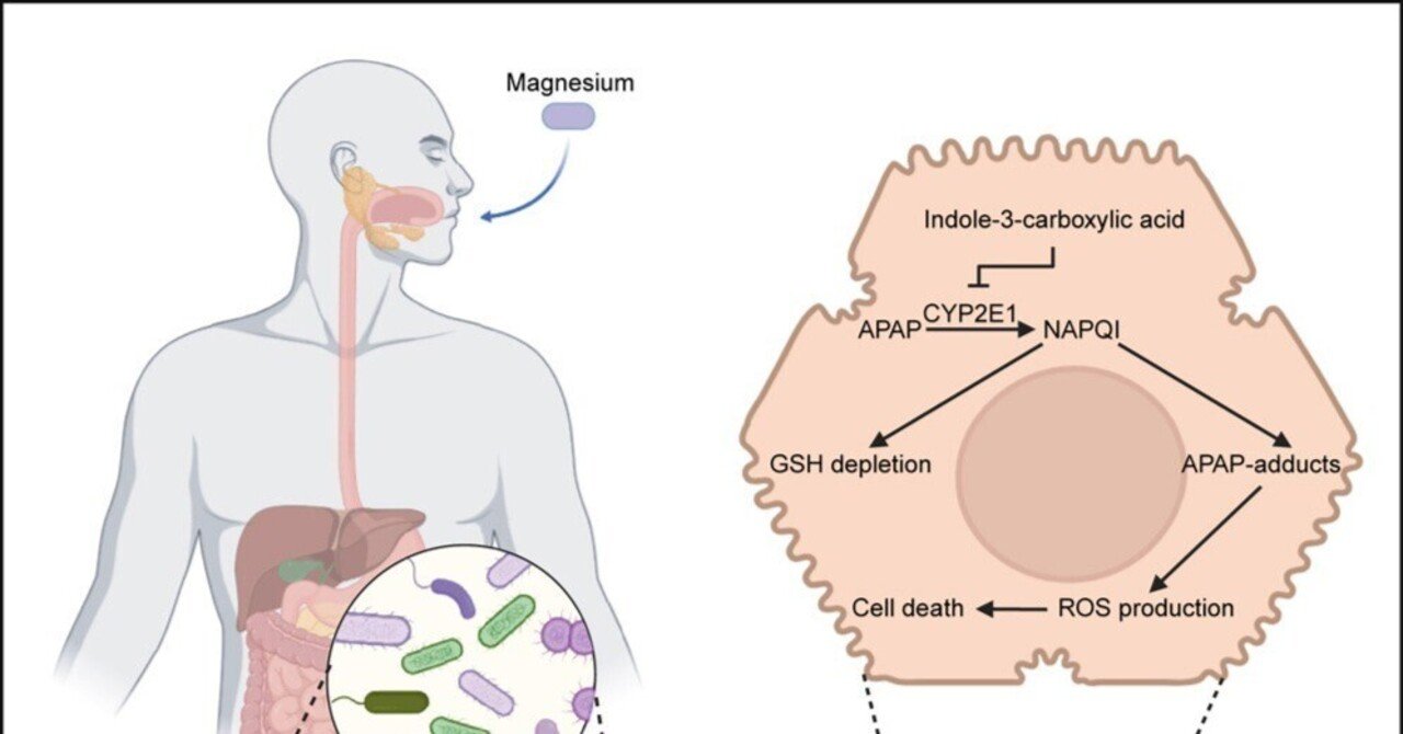 経口マグネシウムは微生物代謝の調節によりアセトアミノフェン誘発急性