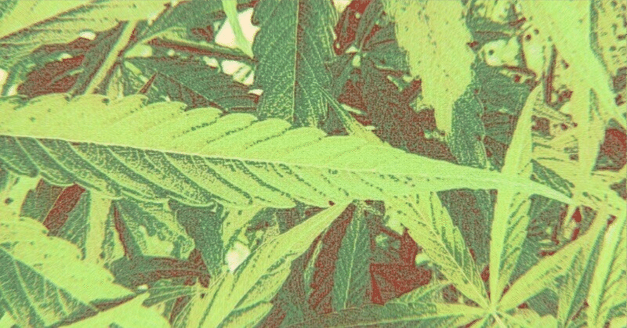 [決算カンファレンスコール] TLRY Tilray Brands 2024 Q2｜米株速報マン