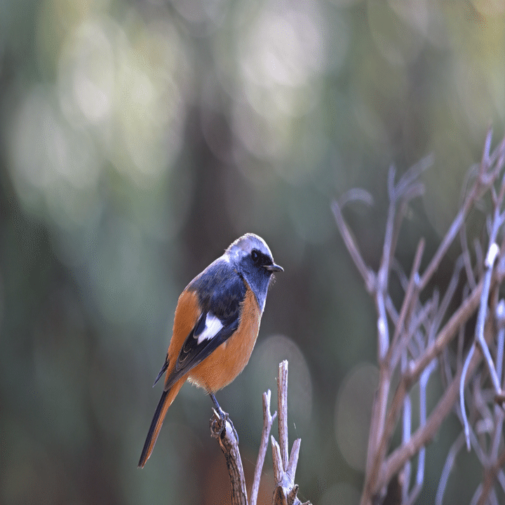 500mm単焦点レンズとNikon Z9で撮る理由｜Alice_photolog