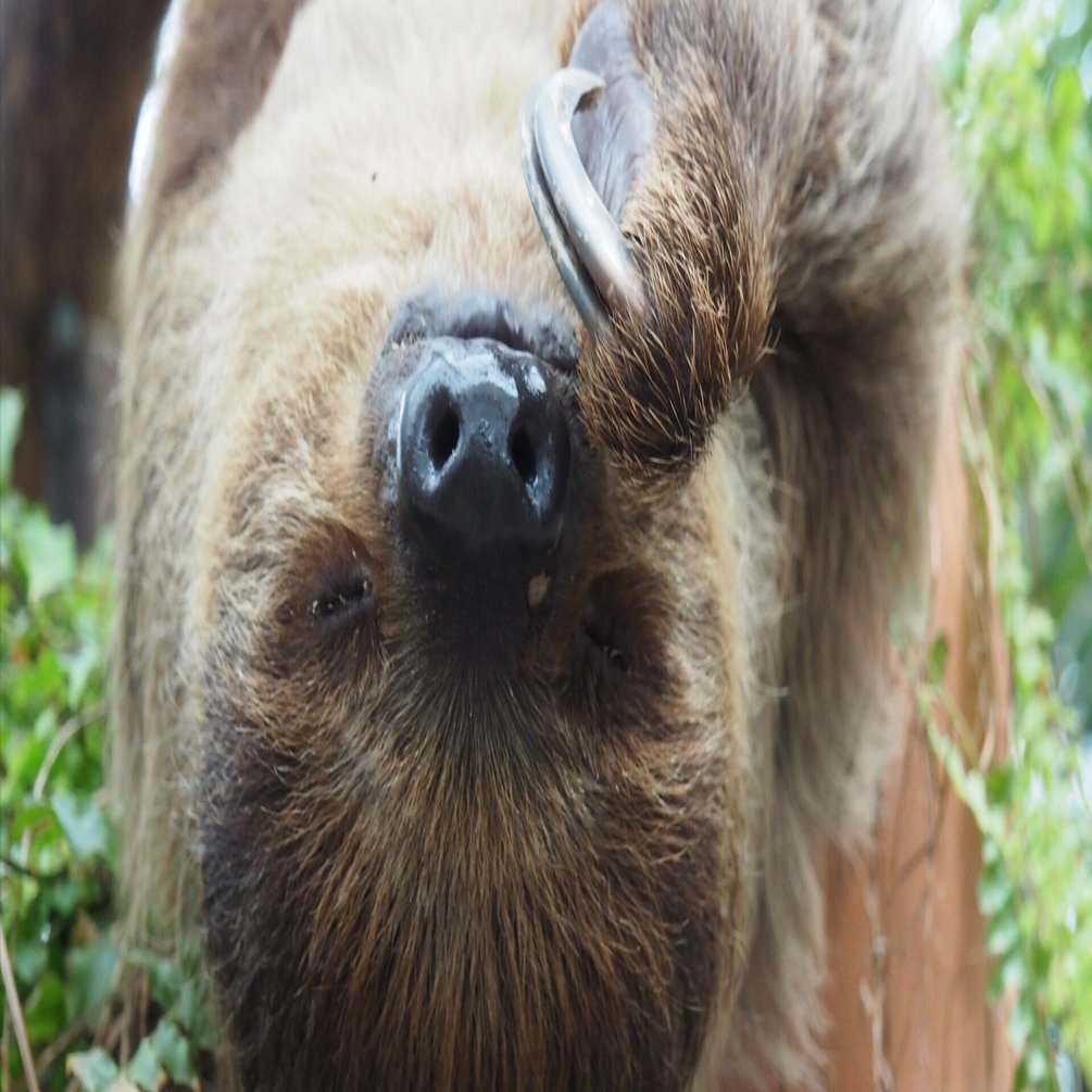 フタユビナマケモノ（ホフマンナマケモノ）図鑑 Two-toed sloth｜M_ayumi