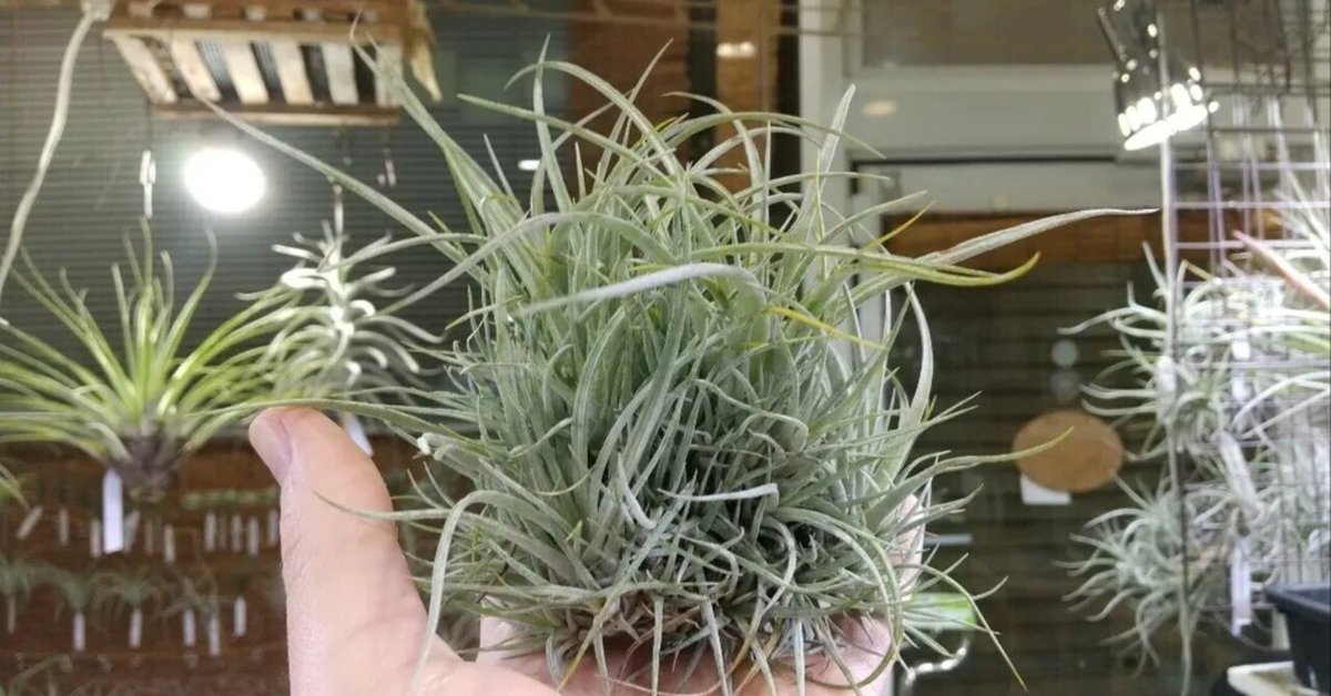 チランジア入荷リスト1/9|NatureGarden🌿神田 チランジア入荷リスト1/9|NatureGarden🌿神田