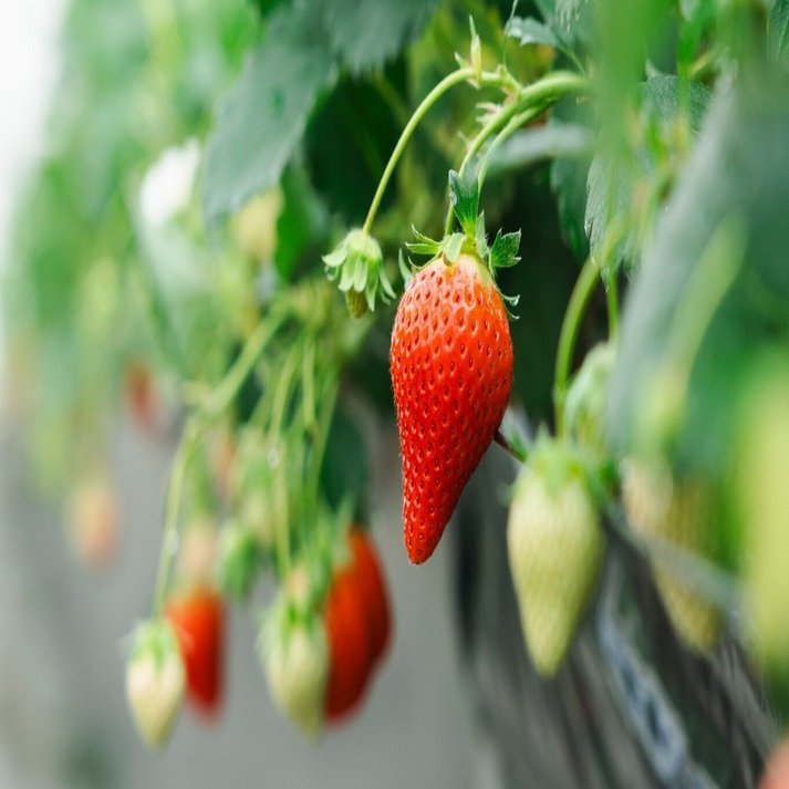 新ブランドから生産・流通の取り組みまで！いちご大研究｜JA全農 広報