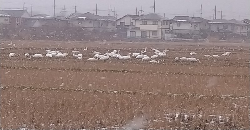 肥料袋のようなあいがた