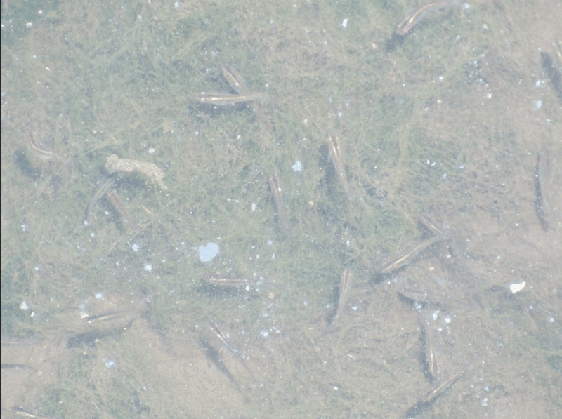 魚の視界part2 すごい色感覚 佐久間 功 Note 魚の視界part2 すごい色感覚 佐久間 功 Note