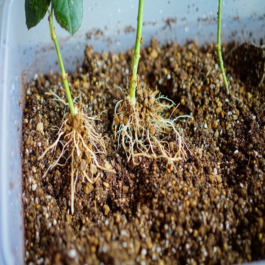 バラの挿し木をポット植えしたよ ゆかこ うつ畑 Note