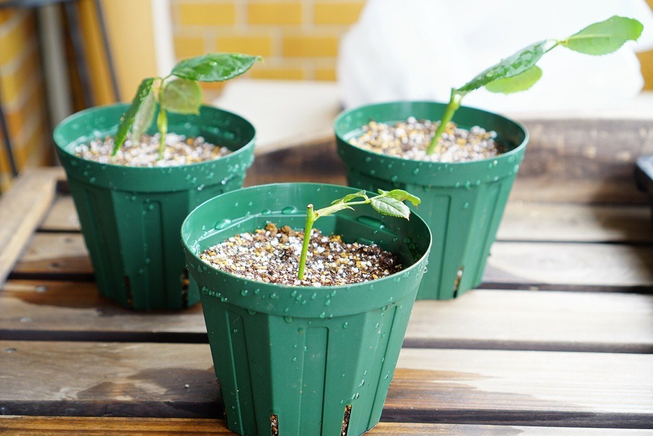 バラの挿し木をポット植えしたよ｜うつ畑