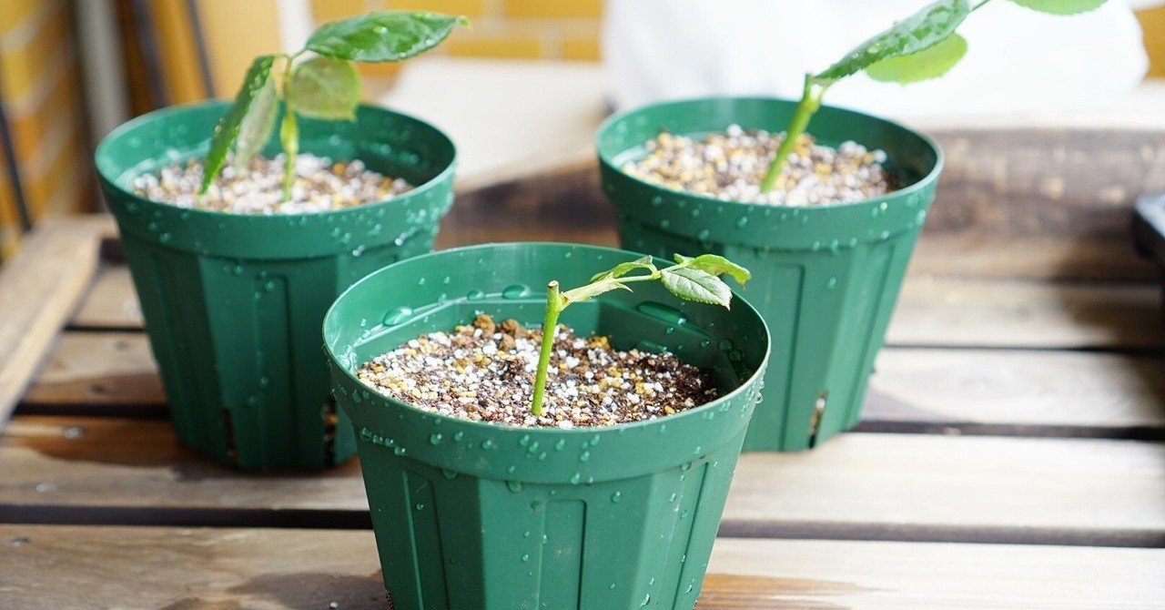 バラの挿し木をポット植えしたよ ゆかこ うつ畑 Note バラの挿し木をポット植えしたよ ゆかこ うつ畑 Note