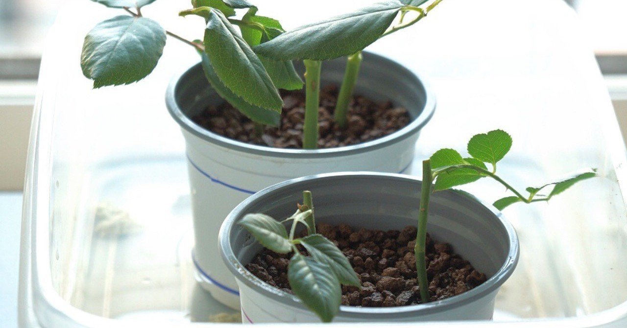 バラの挿し木をしたよ｜うつ畑