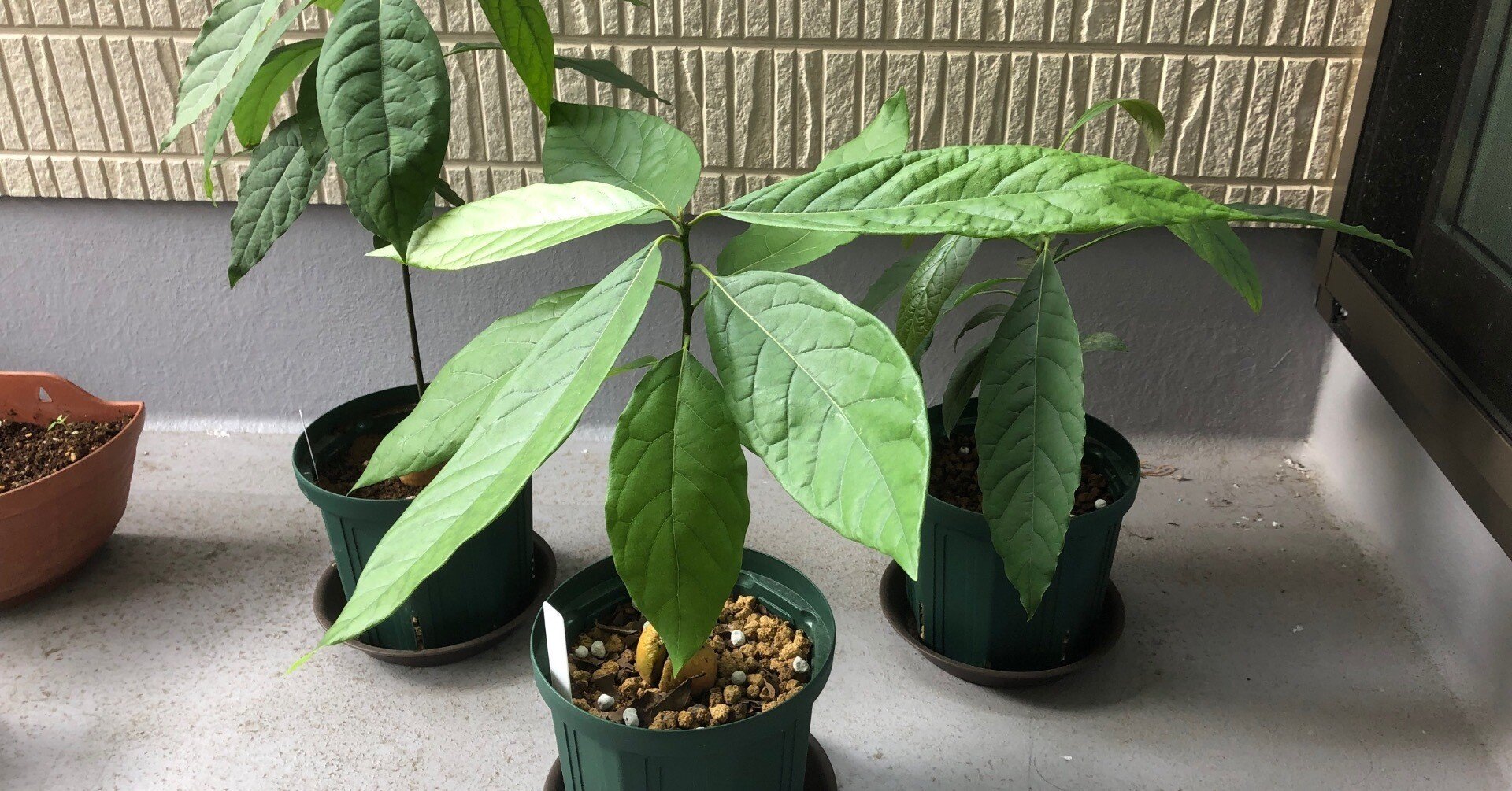 ぽるぽる　アボカド苗 6e9afee67f19c757daf9a573c575d8