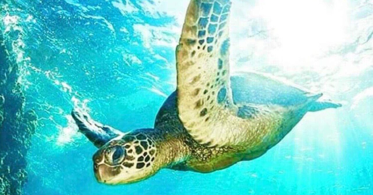 ウミガメかわいすぎたので ウミガメ集🐢🏝️ 海の中は静かで綺麗