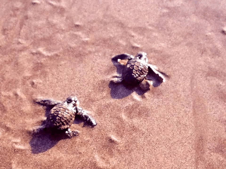 海亀の赤ちゃん あれから7年｜篠原雅弥
