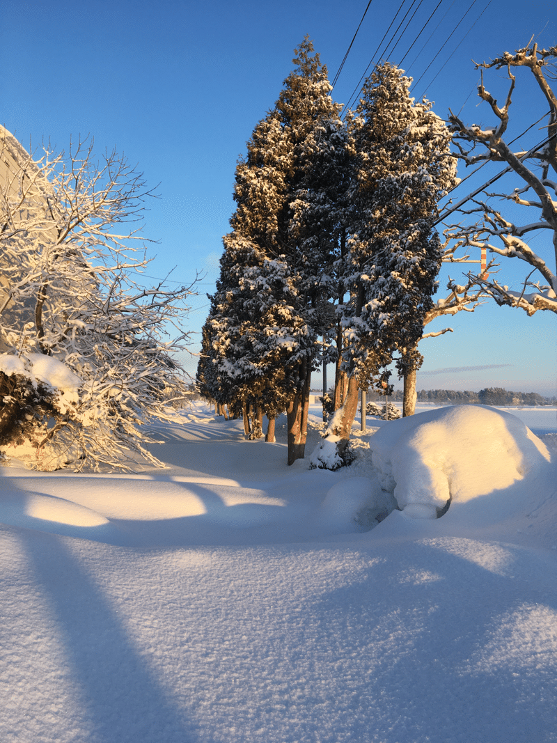 家の裏の雪景色｜古民家とエネルギーワーク 〜40代夫婦の挑戦〜