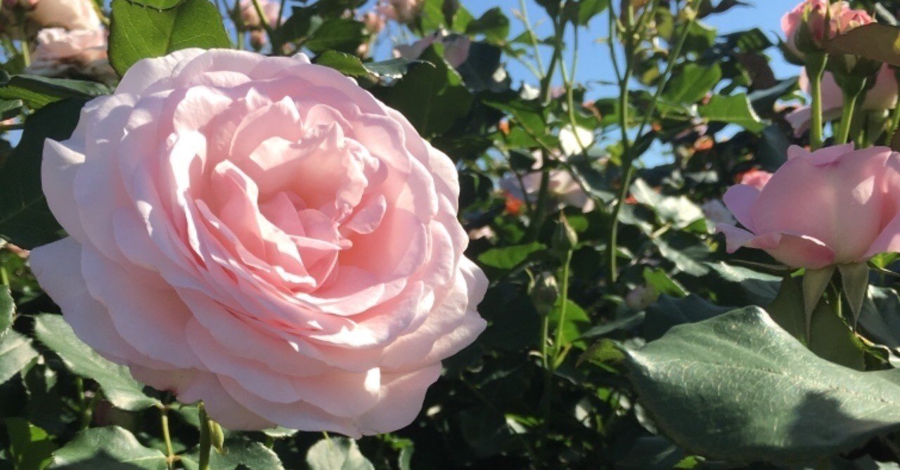 6中 大和 山口桃華さん みあか Note