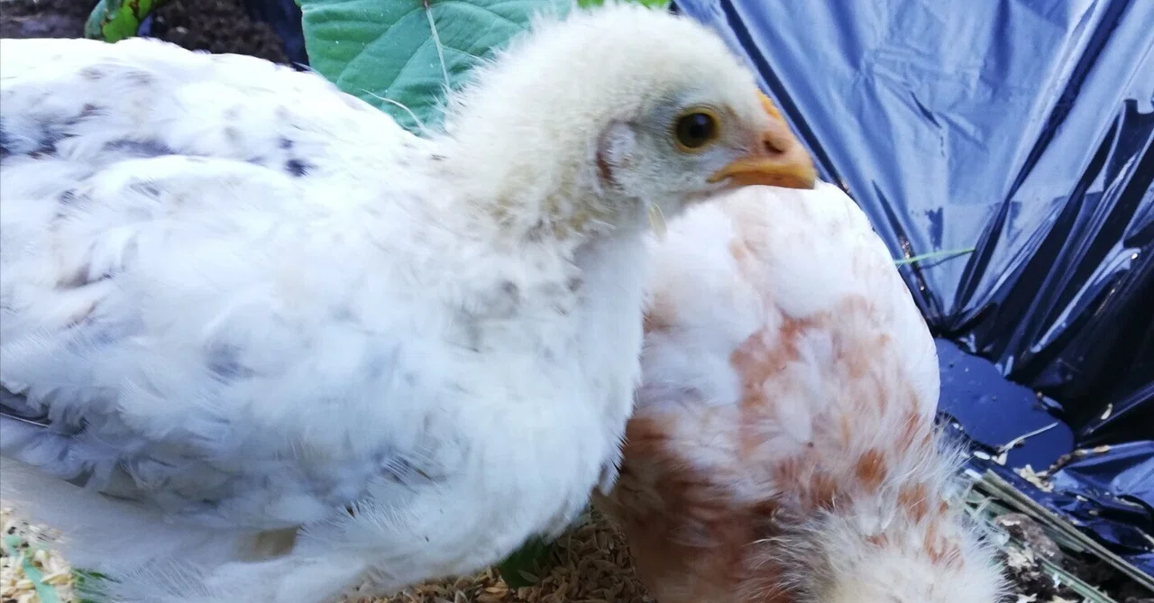 オスの鶏鳴き声問題🐔｜鶏のいる生活