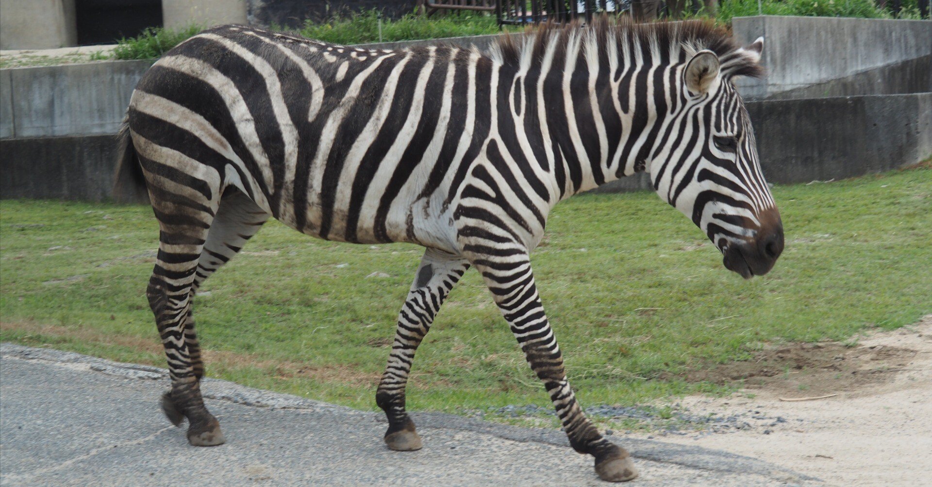 グラントシマウマ図鑑 Grant's Zebra｜M_ayumi