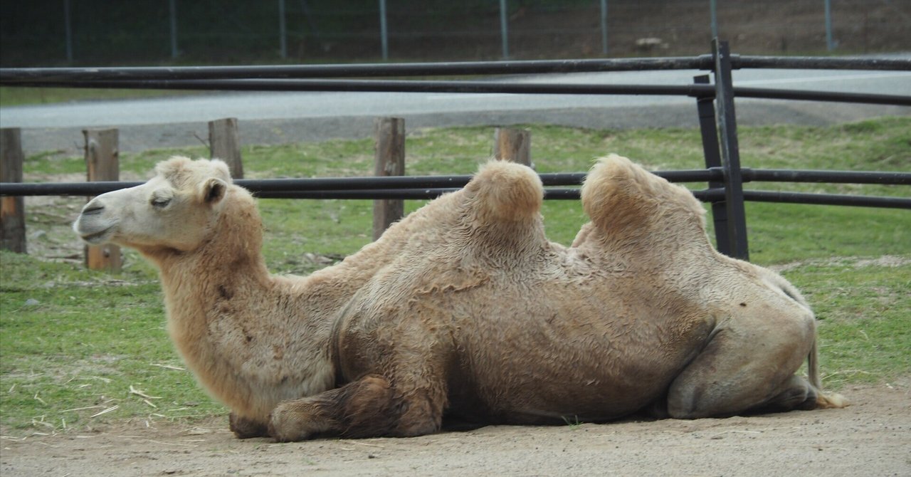 シュタイフ★Dromedary 24cm★ヒトコブラクダ/駱駝/Camel シュタイフ☆Dromedary 24cm☆ヒトコブラクダ/駱駝/Camel