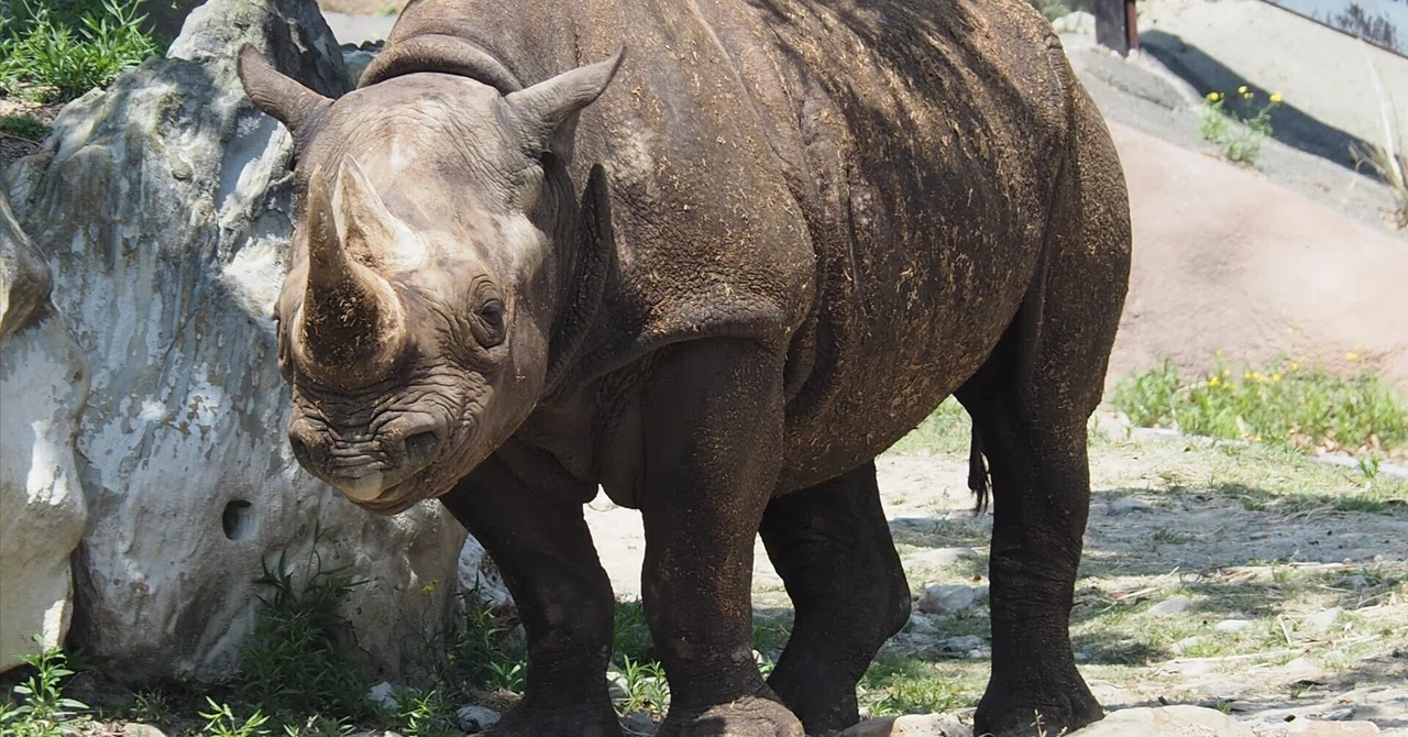 クロサイ図鑑 Black Rhinoceros｜M_ayumi