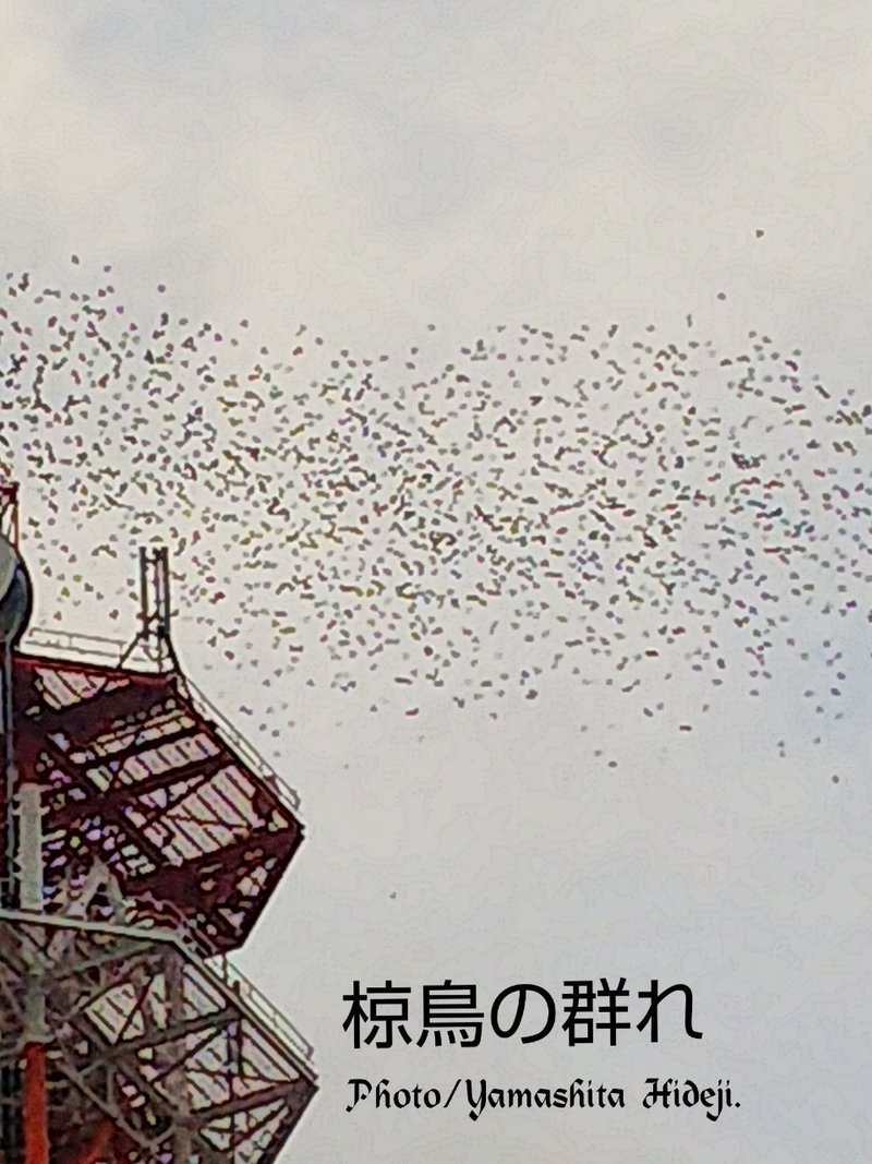 椋鳥 の生態観察 Shanxi 394 Et Francois Blog Note 椋鳥 の生態観察 Shanxi 394 Et Francois Blog Note