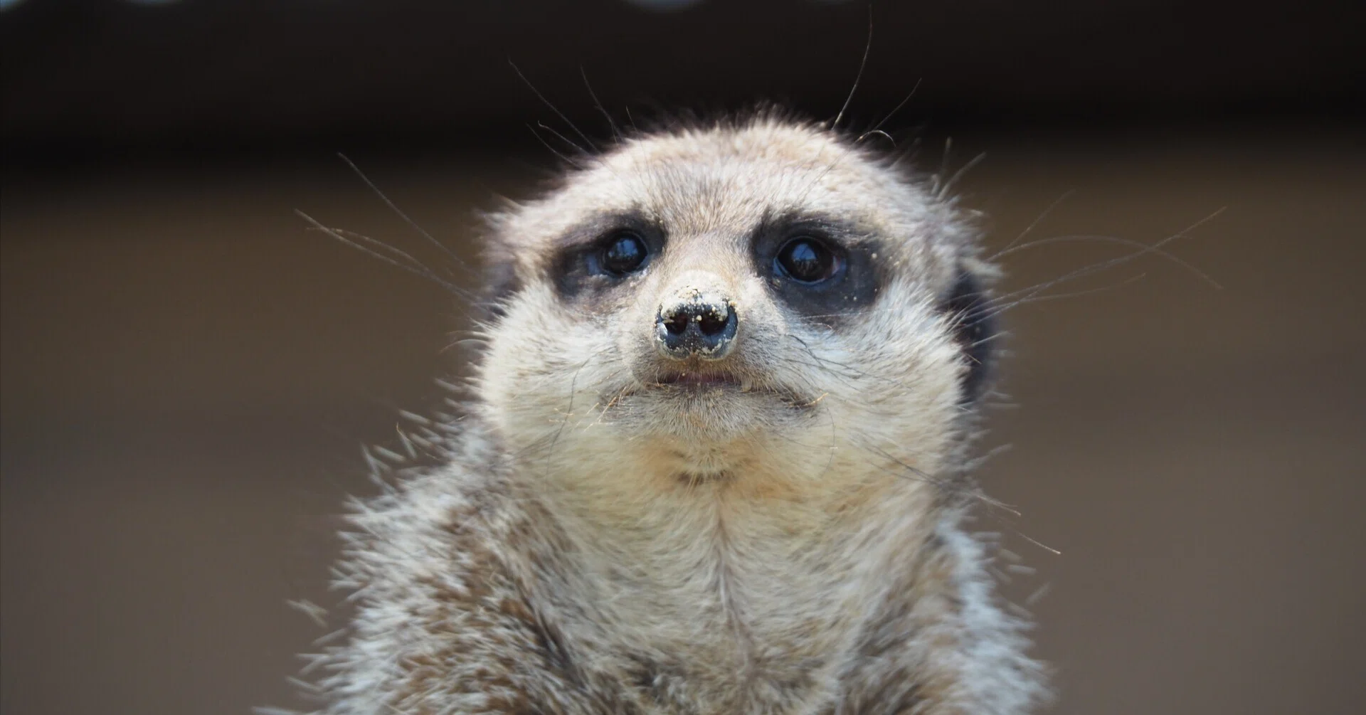 ミーアキャット図鑑 Suricate｜M_ayumi