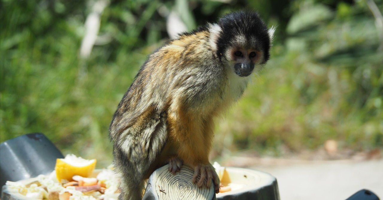 ボリビアリスザル図鑑 Black-headed Squirrel-monkey｜M_ayumi