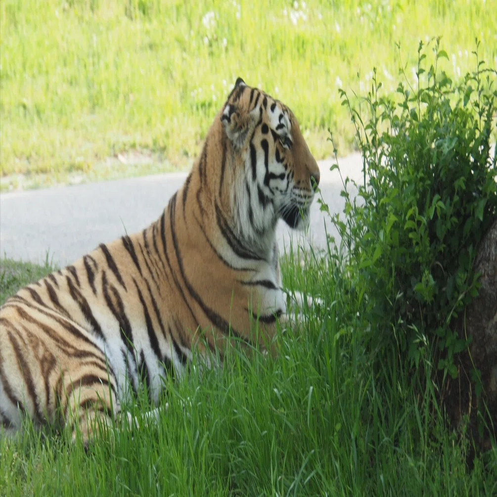 アムールトラ図鑑 Amur Tiger｜M_ayumi