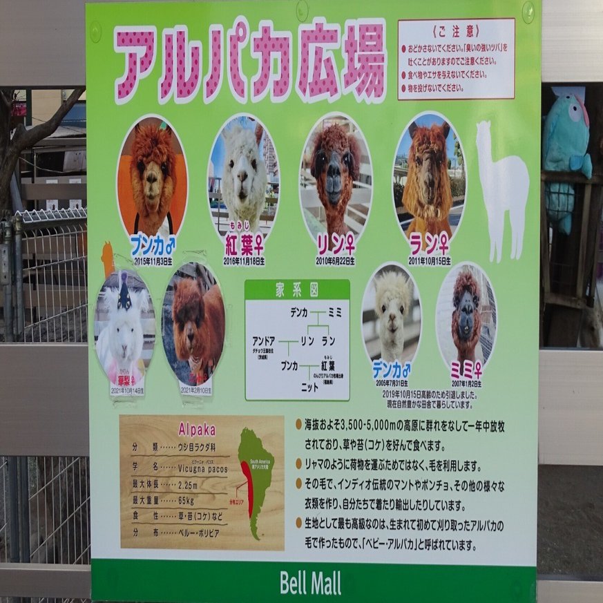 ZASO:193】栃木県 #アルパカ広場 （＃ベルモールアルパカ広場）｜ZASO