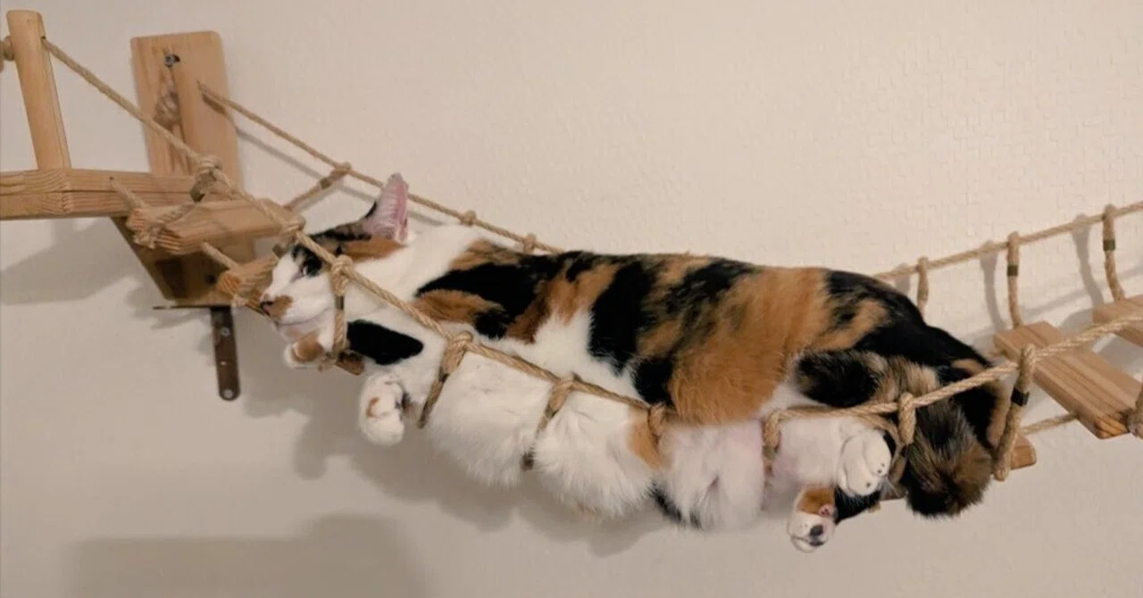 吊り橋でハムになった猫ちゃんの姿に14万いいねの大反響→猫はなぜハム