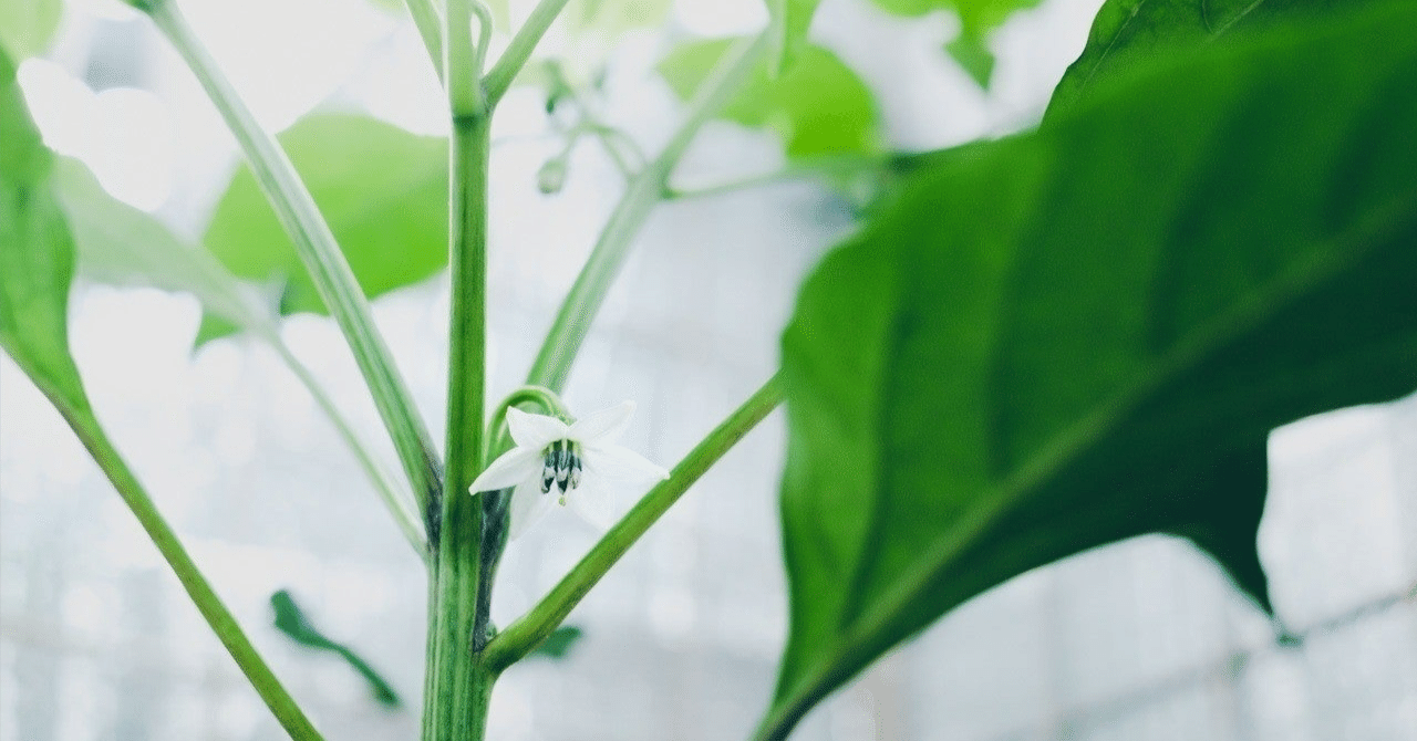 最近読んだ論文の備忘録】Uncovering the transcriptional regulatory