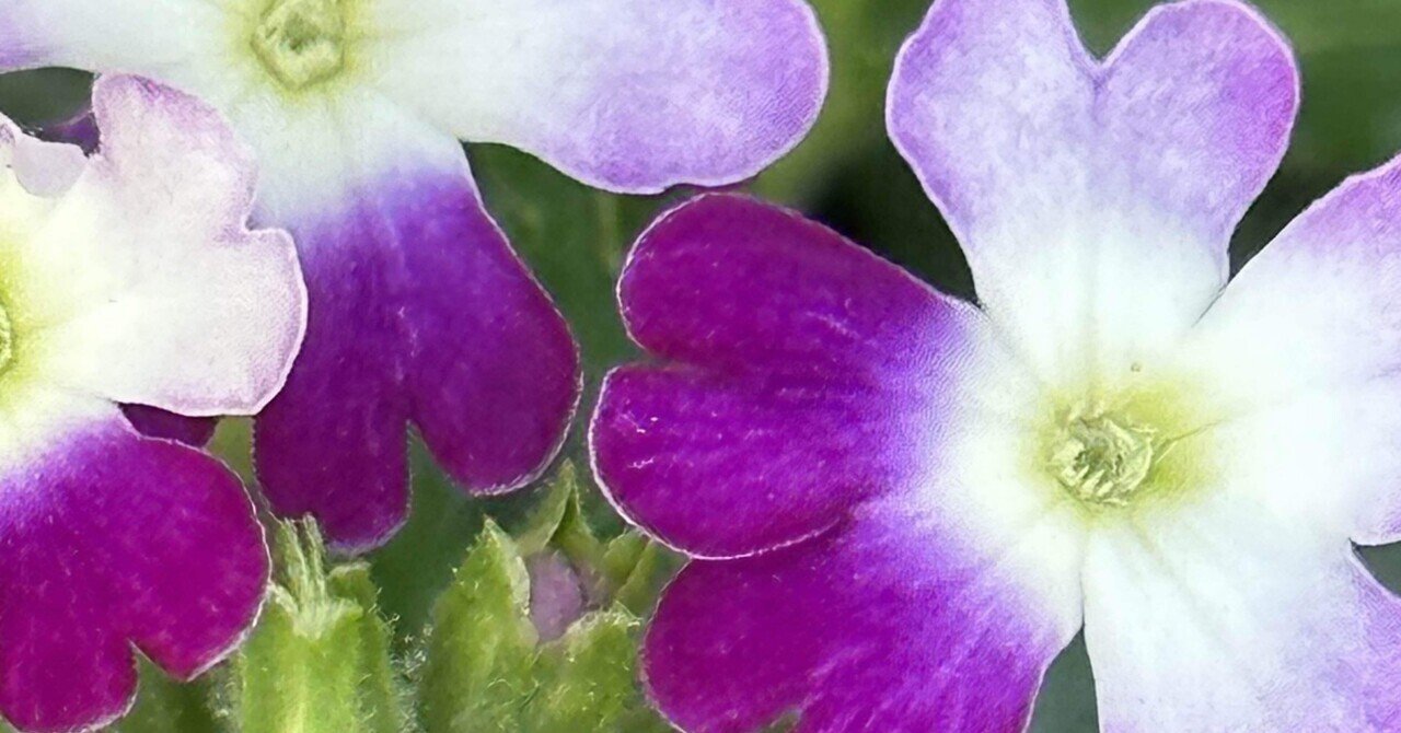 VERBENA OBSESSION TWISTER｜EGGSEED