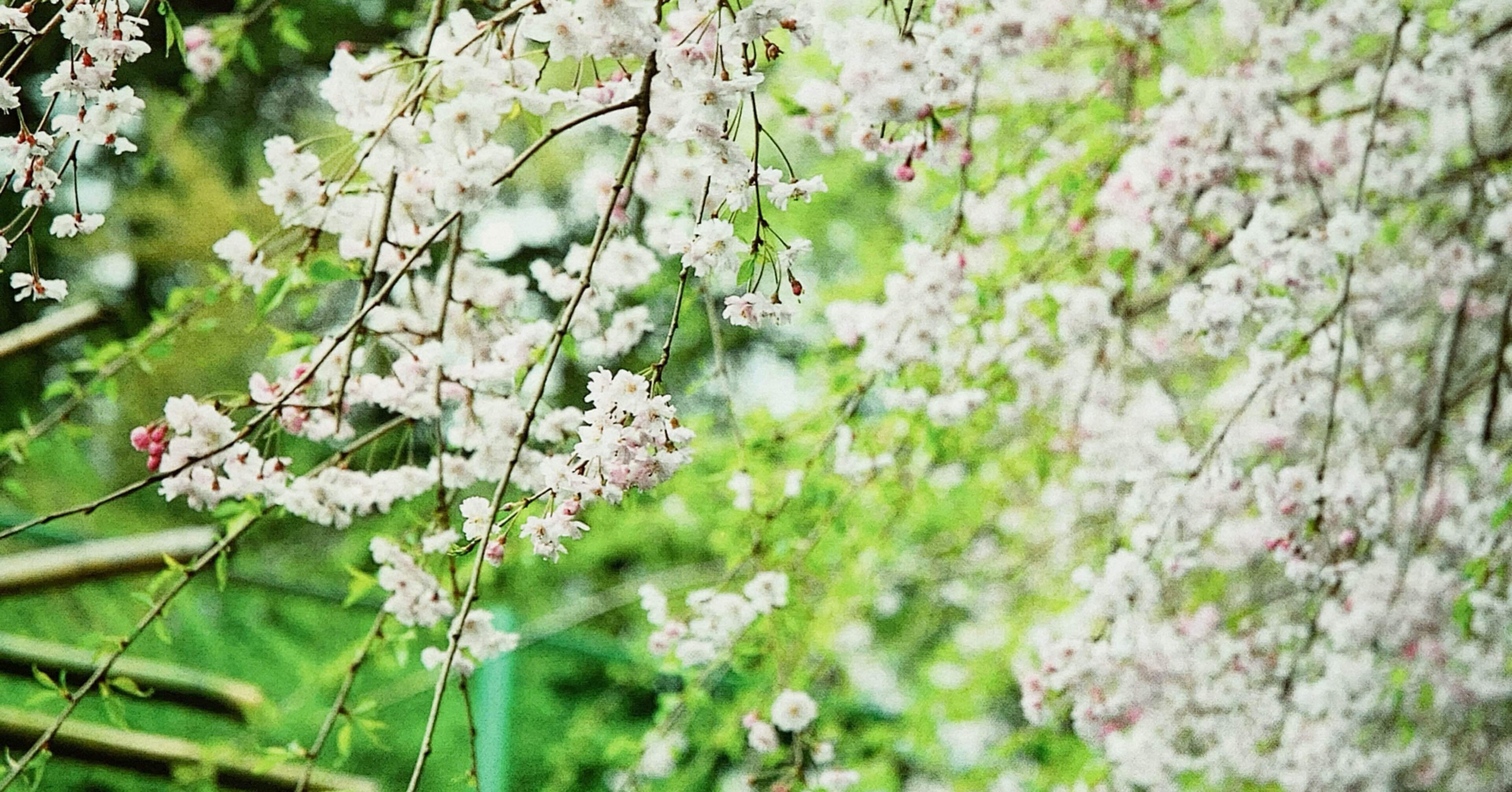 詩】四季の詩｜Maple* 【写真/詩】