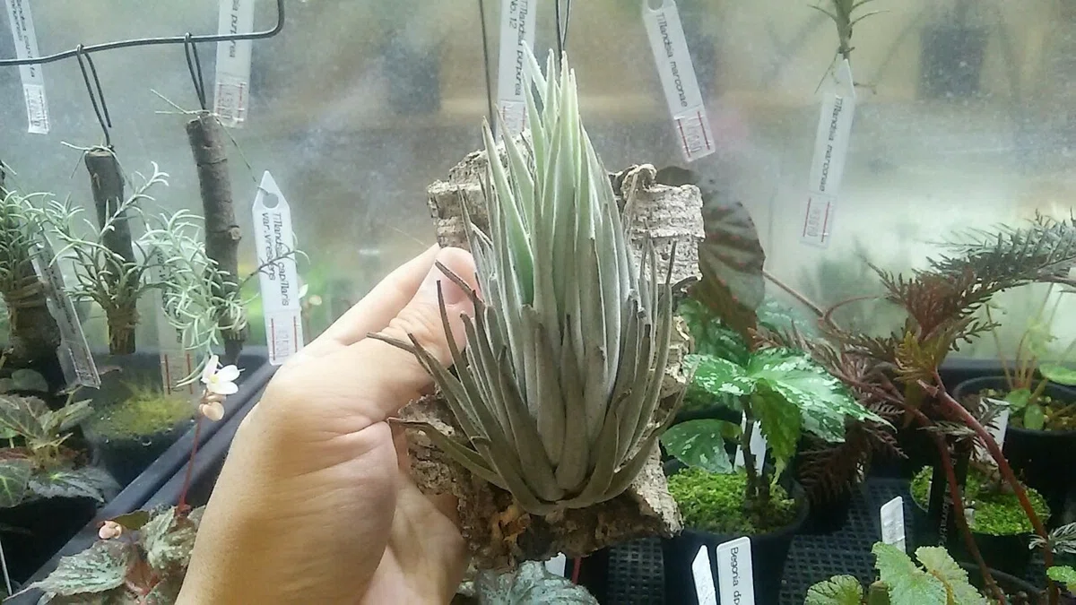 Tillandsia carminea ティランジア カルミネア #2（Bromeliads in 