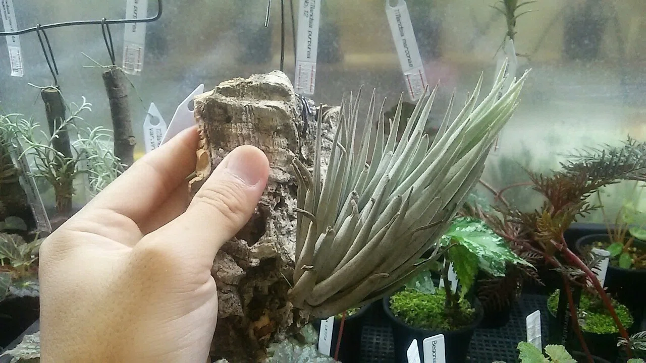 ティランジア入荷リスト6/29｜NatureGarden🌿神田