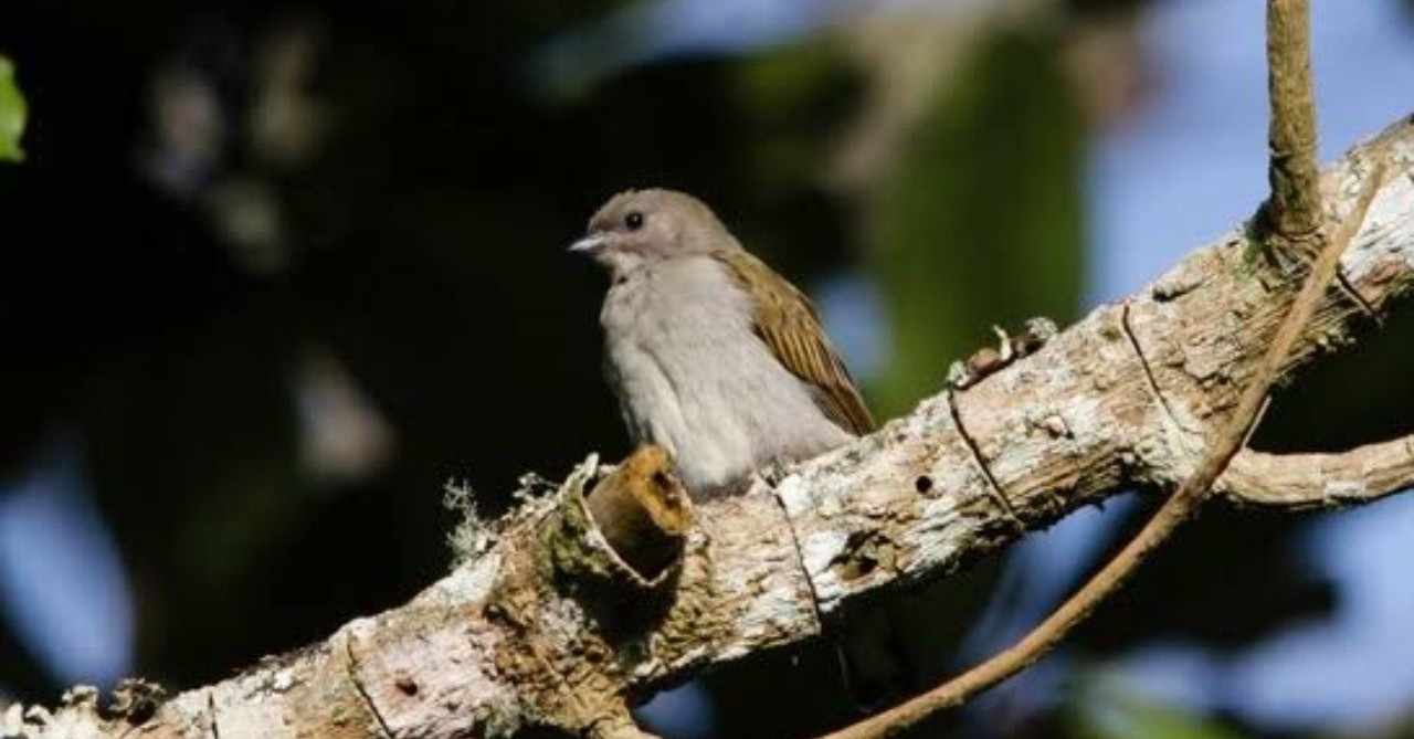 第357回 蜜売鳥 ミツオシエ 翆野 大地 Note 第357回 蜜売鳥 ミツオシエ 翆野 大地 Note