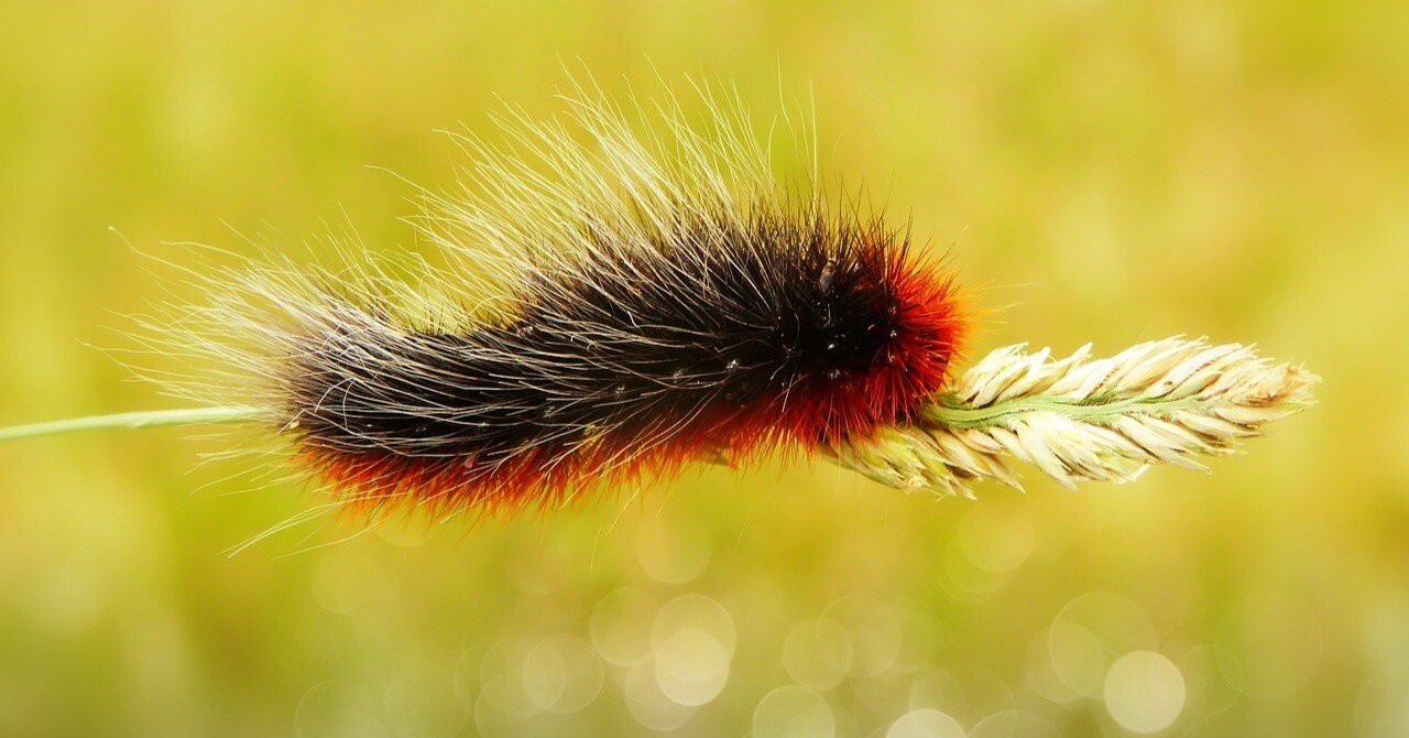 横断する毛虫、ヒトリガの冒険｜森のテロル