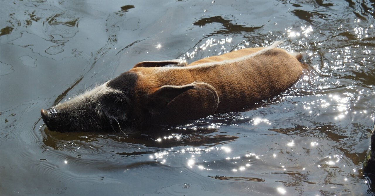 Canon - イノシシ RF5.2mm F2.8 L DUAL FISHEYE 撮影サンプル動画：野生動物映像