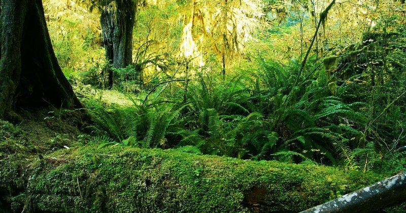 アメリカで出会った１００の光景 No 30 大自然の絶景 まるで絵本の中 オリンピック国立公園のホーレインフォレスト シカノミエ Note