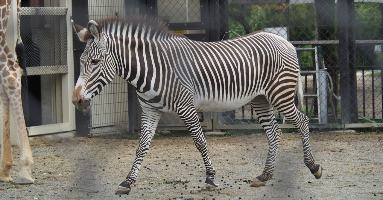 グレービーシマウマ図鑑 Grevy's Zebra｜M_ayumi