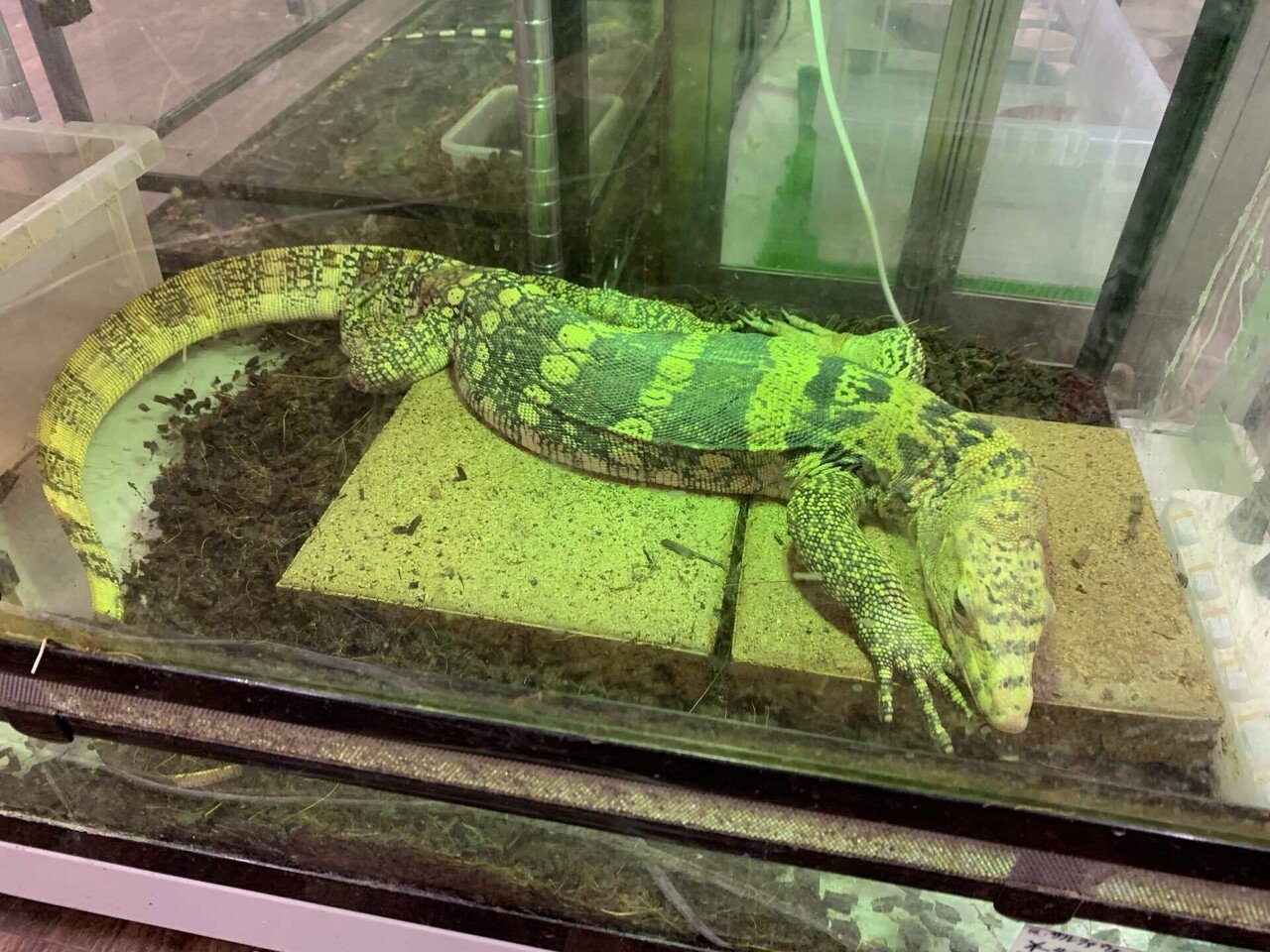 THE MONITOR MISSION｜R