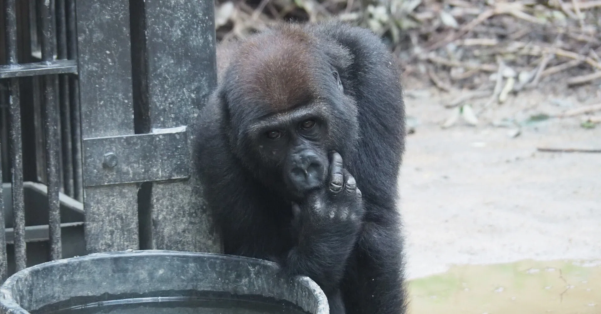 ニシローランドゴリラ図鑑 Western Lowland Gorilla｜M_ayumi