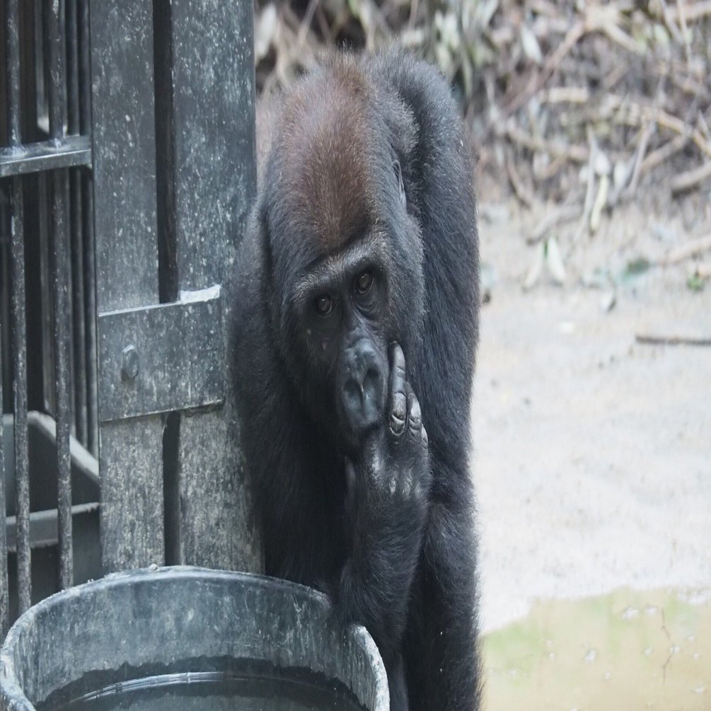 ニシローランドゴリラ図鑑 Western Lowland Gorilla｜M_ayumi