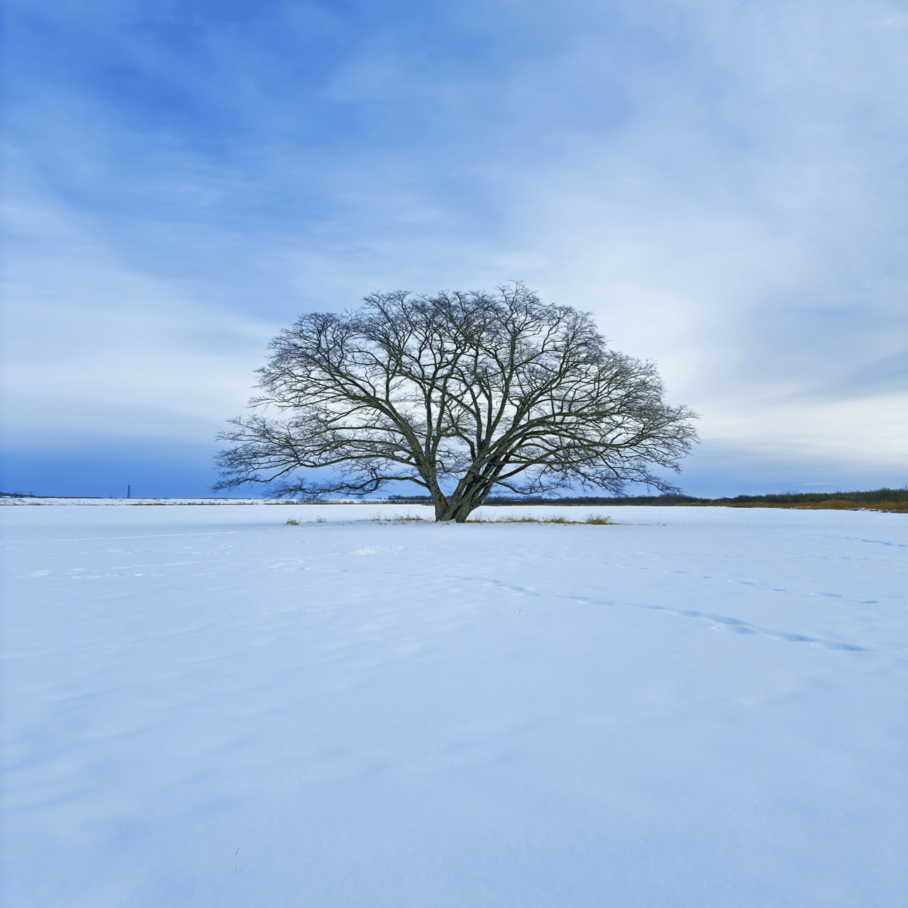 ふるさとを語る】厳選せざるを得なかった💦。豊頃町にあるハルニレの木