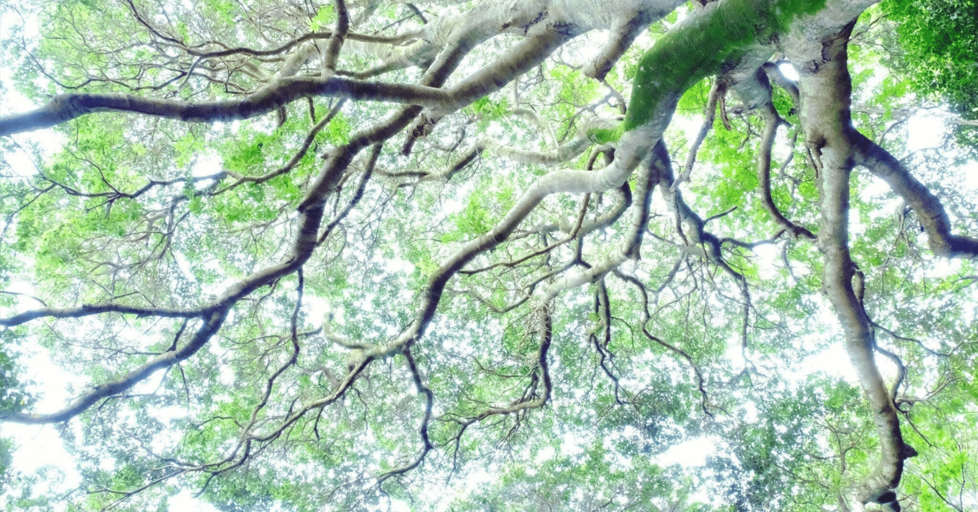 ケルトの植物 : 治療術 : 植物の魔法 : 木の暦 ケルトの木の知恵\u2015神秘、魔法、癒し｜弟切千隼