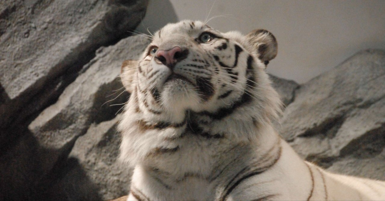 Alltimers White Tiger Shaped 9.25