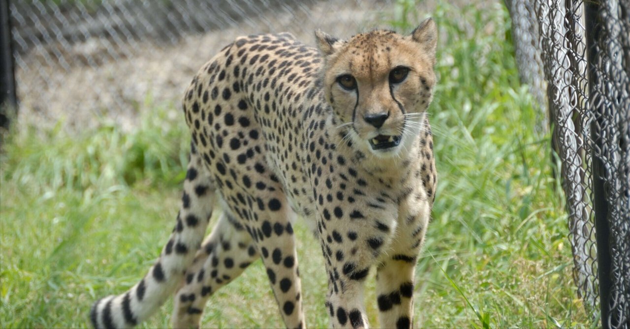 チーター チーターの数が激減、絶滅の危機 - BBCニュース