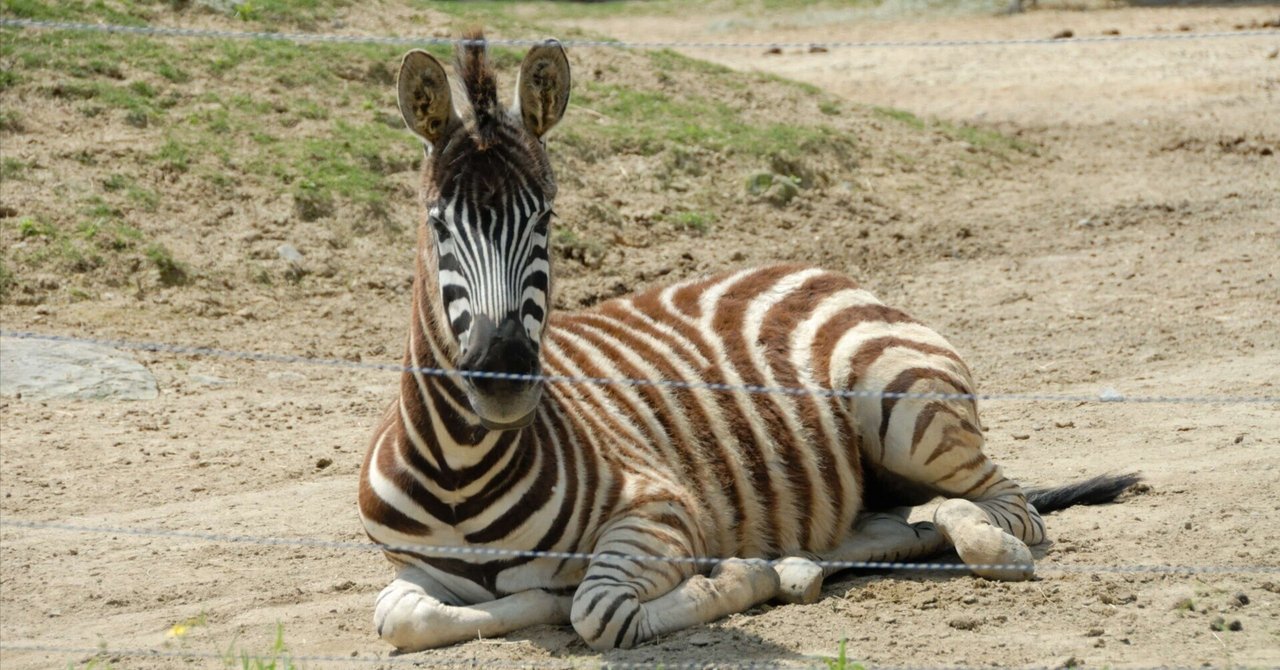 チャップマンシマウマ図鑑 Chapman's Zebra｜M_ayumi