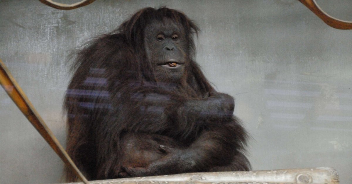 オランウータン☻ オランウータン図鑑 Orang-utan｜M_ayumi